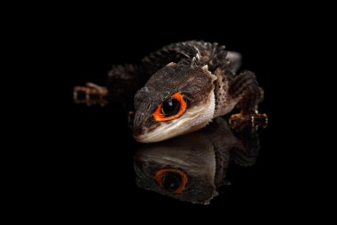 Tatlı kırmızı timsah skink, tribolonotus gracilis, siyahta izole
