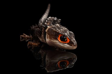 Tatlı kırmızı timsah skink, tribolonotus gracilis, siyahta izole