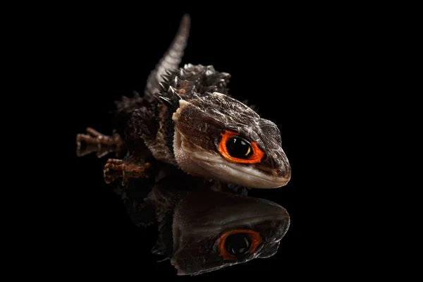 Primer plano Piel de cocodrilo de ojos rojos, tribolonotus gracilis, aislado en Negro —  Fotos de Stock