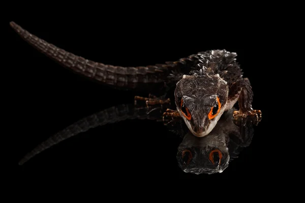 Primo piano Skink coccodrillo dagli occhi rossi, tribolonotus gracilis, isolato su Black — Foto Stock