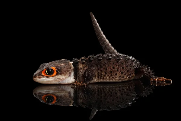 Primer plano Piel de cocodrilo de ojos rojos, tribolonotus gracilis, aislado en Negro —  Fotos de Stock