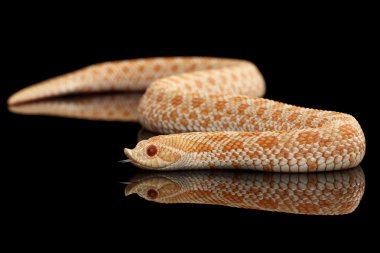 Tatlı pembe Albino Western Hognoz yılan, Heterodon nasicus siyah izole.