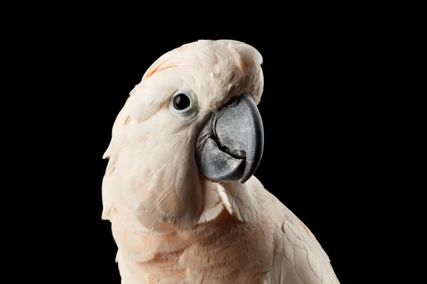 Primer plano cabeza hermosa cacatúa de molucas, loro de cresta de salmón rosa, negro aislado —  Fotos de Stock