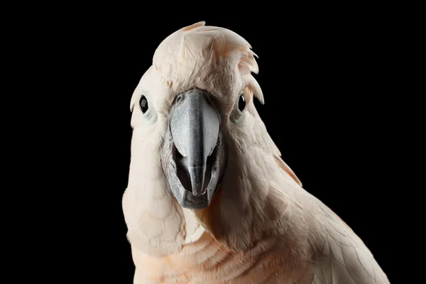 Nahaufnahme lustiger Molukken-Kakadu, Lachsschopfpapagei sieht überrascht aus, isoliert schwarz — Stockfoto