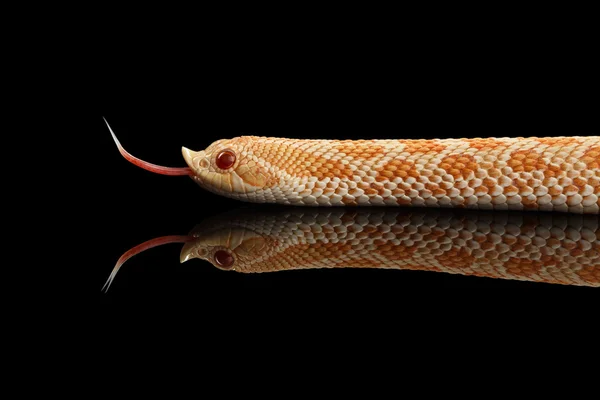 Closeup růžové Albino západní slepýše Snake, Heterodon nasicus samostatný černá — Stock fotografie