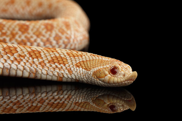 Крупный план Pink Albino Western Hognose Snake, Heterodon nasicus isolated black
