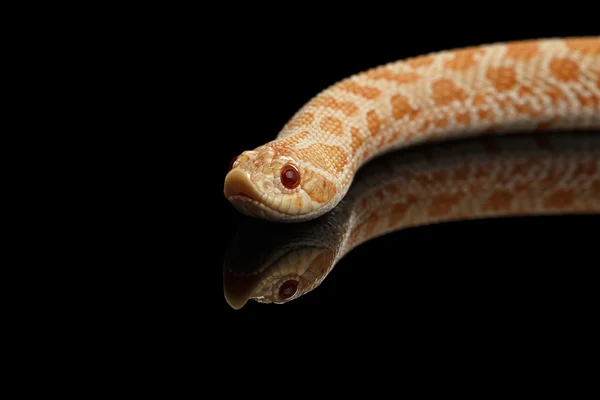 Vértes rózsaszín albínó Western Hognose kígyó, Heterodon nasicus elszigetelt fekete — Stock Fotó
