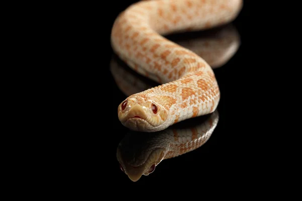 Vértes rózsaszín albínó Western Hognose kígyó, Heterodon nasicus elszigetelt fekete — Stock Fotó