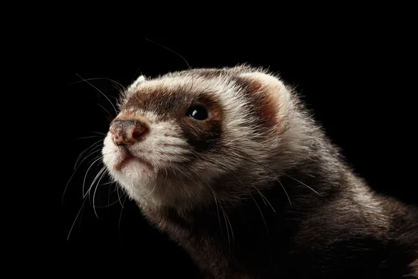 В камеру крупним планом смішні Ferret дивлячись ізольовані на чорному фоні — стокове фото