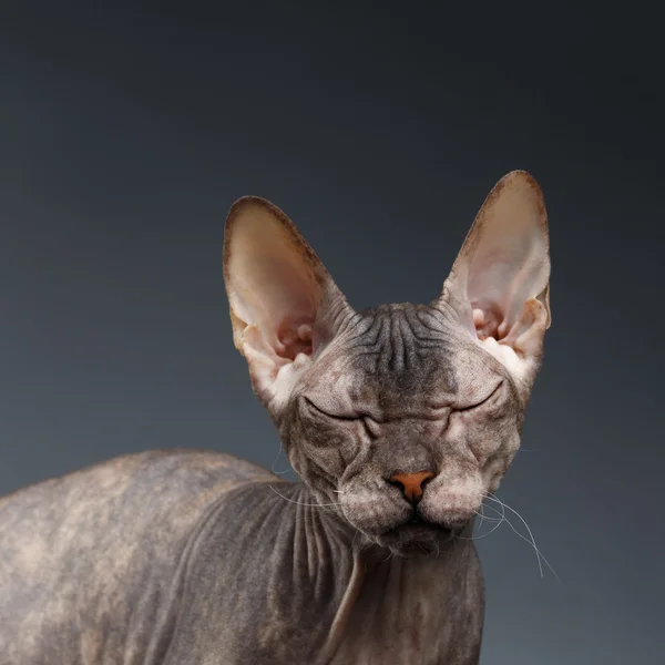 Nahaufnahme Porträt denkende Sphynx-Katze auf dunklem Hintergrund — Stockfoto