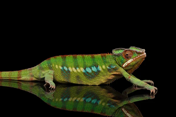 Camaleón de pantera furtiva, reptil con cuerpo colorido aislado en negro — Foto de Stock