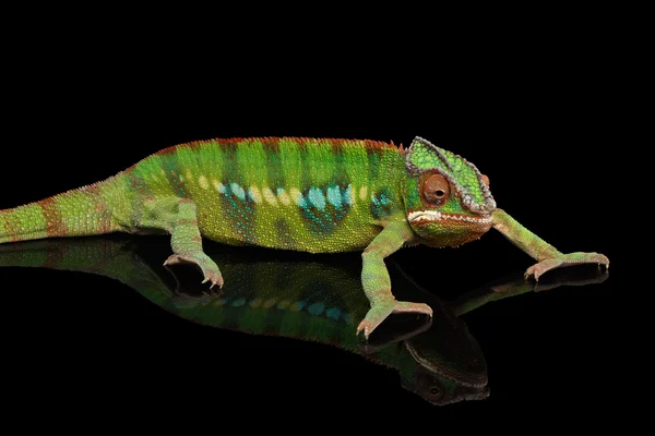 Panter chameleon, plaz s barevnými tělem na Black Mirror, izolované — Stock fotografie