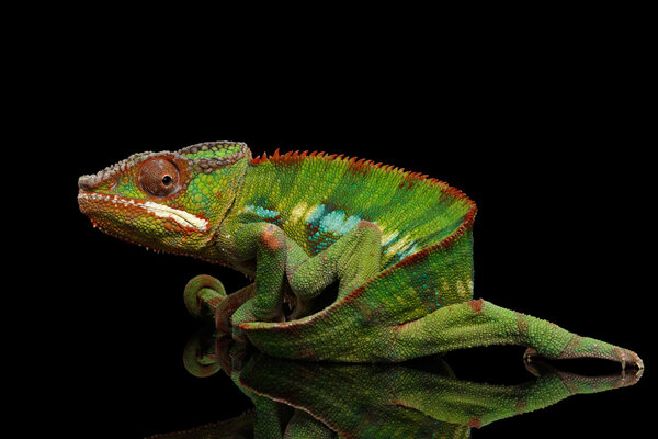 Funny Panther Chameleon, reptile holds on his tail, Isolated Black