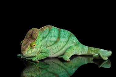 Parson bukalemun, siyahta izole Calumma Parsoni turuncu göz