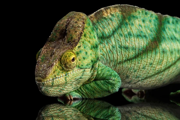 Parson kameleon, Calumma Parsoni oranje Eye geïsoleerd op zwart — Stockfoto