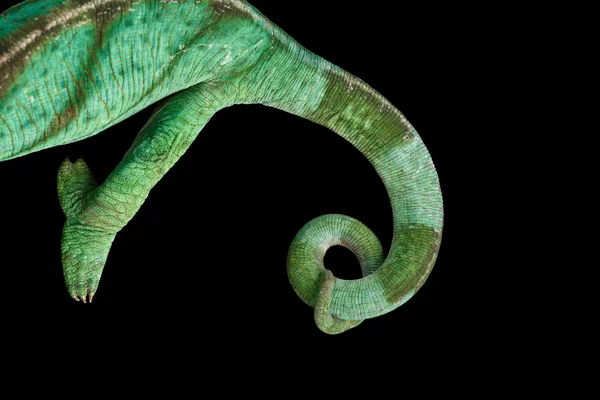 Cauda de Parson Camaleão, Calumma Parsoni isolado preto, Vista superior — Fotografia de Stock