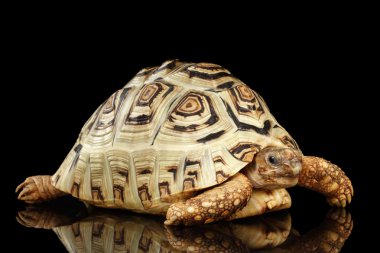 Leopar kaplumbağa albino, Stigmochelys pardalis beyaz izole siyah arka plan kabuk.