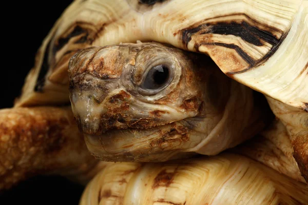 Närbild huvud Leopard sköldpadda albino, Stigmochelys pardalis, vit skal, isolerade svart bakgrund — Stockfoto