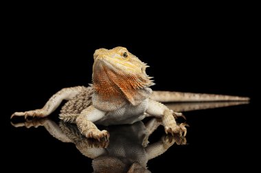 Sakallı Ejder Llizard yalan aynada, izole siyah arka plan