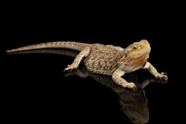 Sakallı Ejder Llizard yalan aynada, izole siyah arka plan