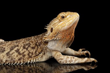 Sakallı Ejder Llizard yalan aynada, izole siyah arka plan