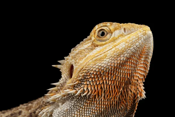 Крупним планом начальник бородатий дракон Llizard, agama, ізольована чорного тла — стокове фото