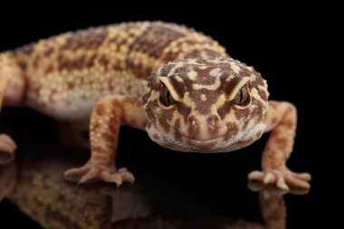 Leopar Gecko Eublepharis macularius göl kenarında siyah Başkanı closeup