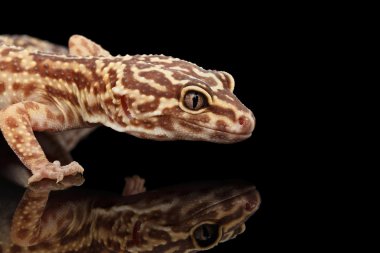 Leopar Gecko Eublepharis macularius göl kenarında siyah Başkanı closeup