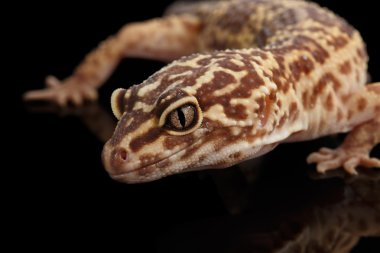 Leopar Gecko Eublepharis macularius göl kenarında siyah Başkanı closeup