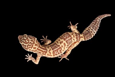 Closeup leopar Gecko Eublepharis macularius göl kenarında siyah arka plan üzerinde