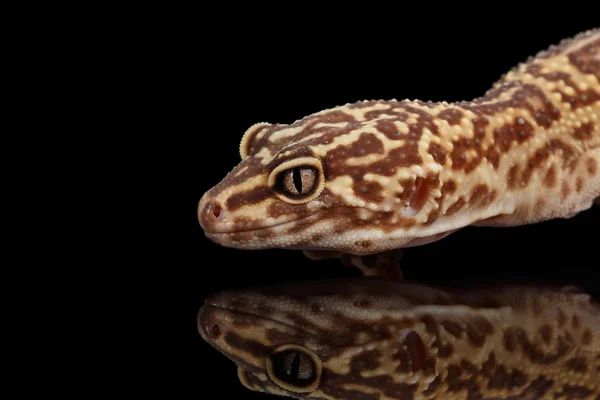 Closeup Head van Leopard Gecko Eublepharis macularius geïsoleerd op zwart — Stockfoto