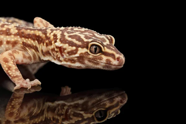 Closeup Chefe do Leopardo Gecko Eublepharis macularius Isolado em Preto — Fotografia de Stock