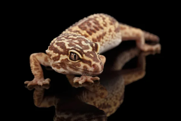 Closeup Leopard Gecko Eublepharis macularius geïsoleerd op zwarte achtergrond — Stockfoto