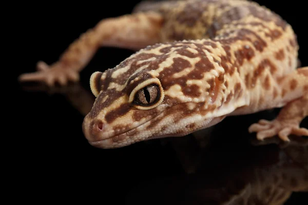 Primer plano Jefe de Leopardo Gecko Eublepharis macularius Aislado en Negro — Foto de Stock