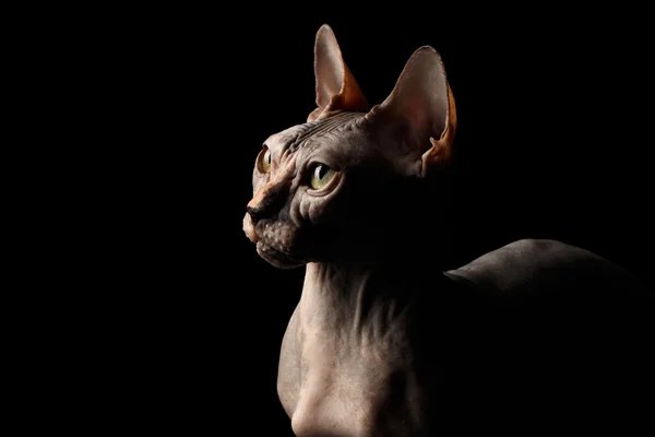 Primo Piano Interesing Sphynx Cat Profilo vista Isolato su Nero — Foto Stock