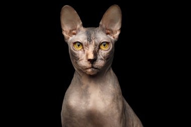 Huysuz Sphynx kedi, ön görünümü, closeup portre siyah izole