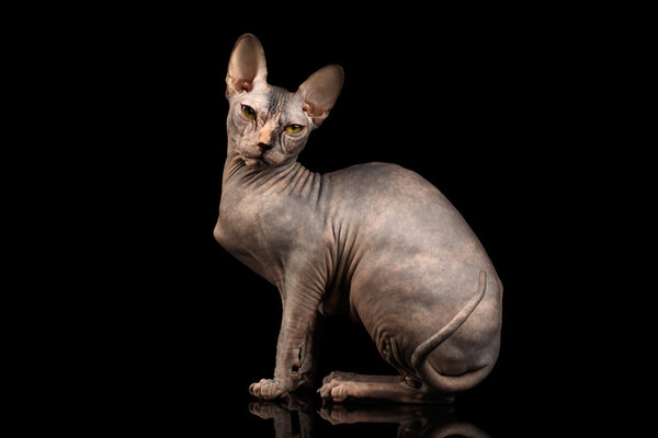 Adorable Sphynx Cat Sitting Curious Looks Isolated on Black