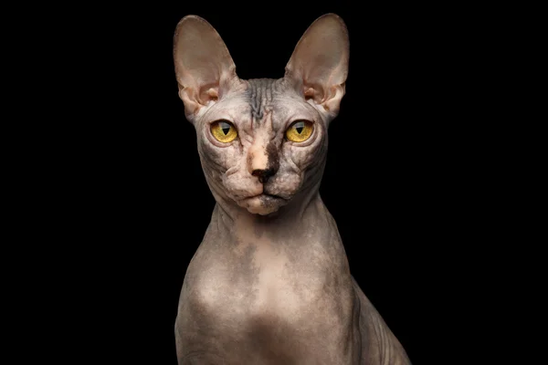 Primo piano Ritratto di Sphynx Grumpy Cat, Vista frontale, Nero isolato — Foto Stock