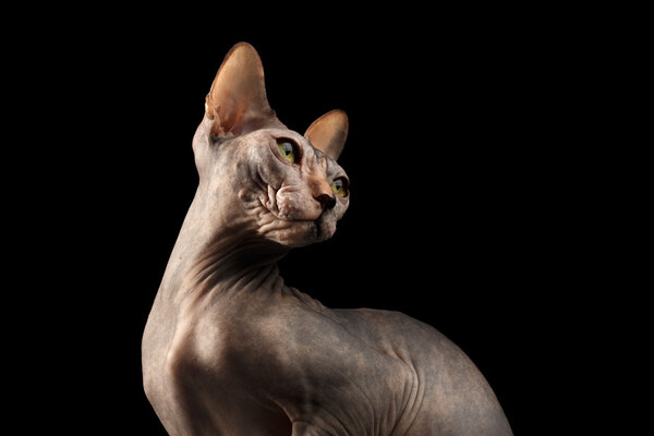 Closeup Sphynx Cat, Yellow eyes Looking back Isolated on Black