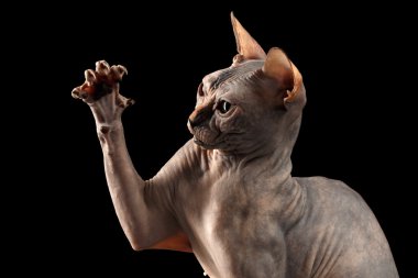 Closeup oynak Sphynx kedi avcılık yükselterek pençe Isolated siyah