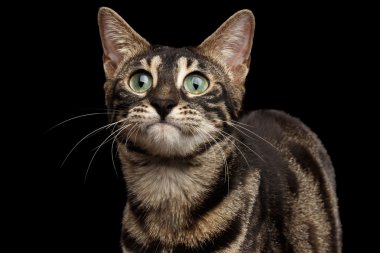 Closeup komik Bengal kedi surat siyah arka plan üzerinde izole