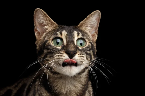 Closeup portrét legrační olízl Bengal Cat izolované na černém — Stock fotografie