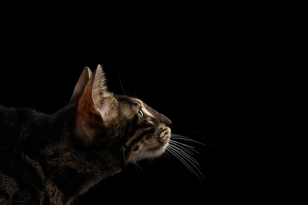 Vértes bengáli macska szembenéz a hossz-szelvény nézet, elszigetelt fekete — Stock Fotó