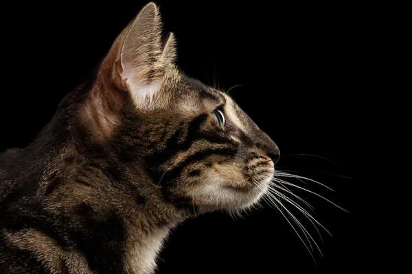 Крупный план Bengal Cat Face in Profile view, isolated on Black — стоковое фото