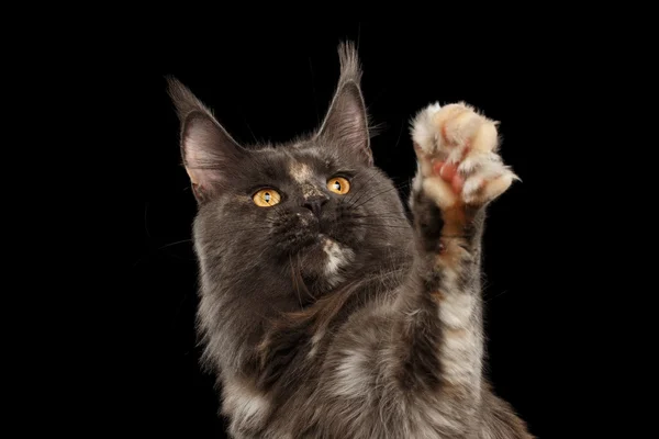 Крупним планом Мейн Кун кішка дивлячись, піднімаючи лапу, ізольованих чорний — стокове фото