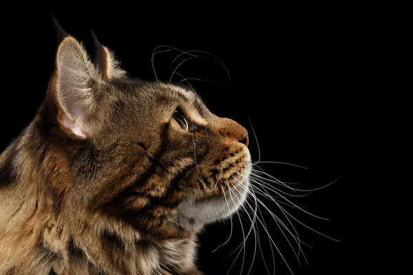 Closeup Maine Coon gato rosto em vista de perfil, isolado preto — Fotografia de Stock