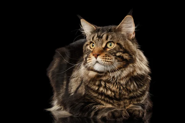 Maine Coon Cat Lying, Looks at Side Isolated on Black — Stock Photo, Image