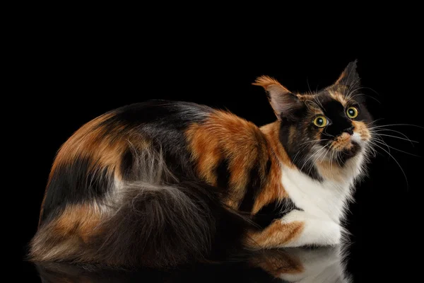 Tres colores Maine Coon Cat acostado en el espejo aislado negro — Foto de Stock