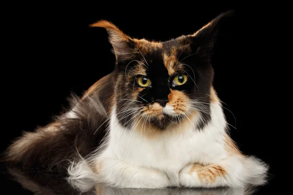 Maine Coon Katze lustig liegend und neugierig aussehend, isoliert schwarz — Stockfoto