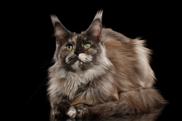 Braune Maine Coon Katze liegt, sieht neugierig aus, isolierter schwarzer Hintergrund — Stockfoto